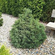 Chamaecyparis l. 'Lycopodioides'