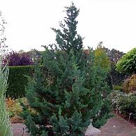 Chamaecyparis l. 'Wisselii'