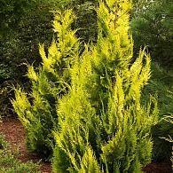 Chamaecyparis l. 'Yvonne'