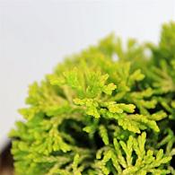 Chamaecyparis o. 'Butterball'