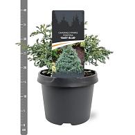 Chamaecyparis p. 'Baby Blue'