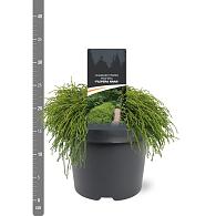 Chamaecyparis p. 'Filifera Nana'