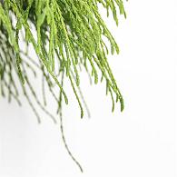 Chamaecyparis p. 'Filifera Nana'