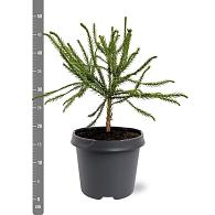 Cryptomeria j. 'Dacrydioides'