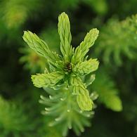 Cryptomeria ' 'Dinger'