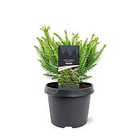 Cryptomeria ' 'Dinger'