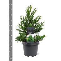 Cryptomeria j. 'Jindai'