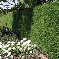 Cupressocyparis leylandii
