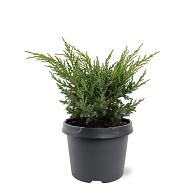 Juniperus chin. 'Blaauw'