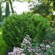 Juniperus chin. 'Blaauw'