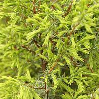 Juniperus comm. 'Suecica'