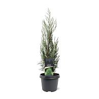 Juniperus s. 'Moonglow'
