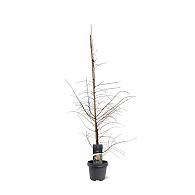 Larix decidua