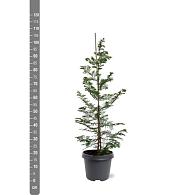 Metasequoia glyptostroboides