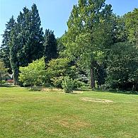 Metasequoia glyptostroboides