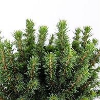 Picea gl. 'Alberta Globe'