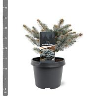 Picea pungens 'Glauca Globosa'