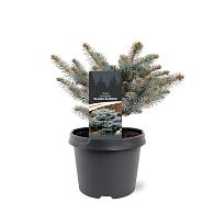 Picea pungens 'Glauca Globosa'