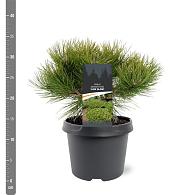 Pinus dens. 'Low Glow'