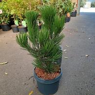 Pinus heldreichii 'Compact Gem'
