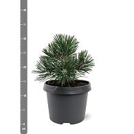 Pinus mugo 'Green Pearl'