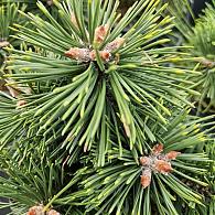 Pinus mugo 'Green Pearl'