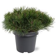 Pinus mugo mugo