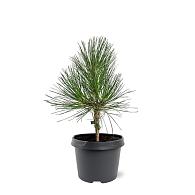 Pinus ponderosa
