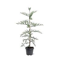 Sequoia sempervirens