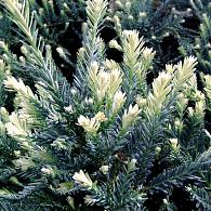 Sequoia s. 'Adpressa'