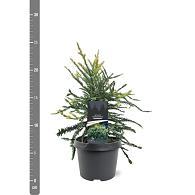 Sequoia s. 'Adpressa'