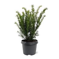 Taxus media 'Farmen'