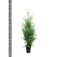 Thuja occ. 'Brabant'