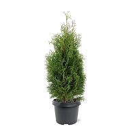 Thuja occ. 'Holmstrup'