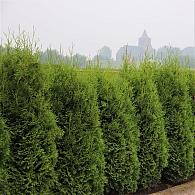 Thuja occ. 'Hurricane'