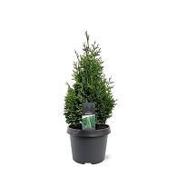 Thuja occ. 'Hurricane'