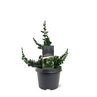 Thuja occ. 'Malonyana Holub'