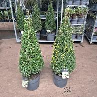 Ilex crenata Luxus Pyramid