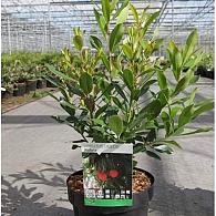 Arbutus unedo 'Rubra'