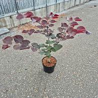 Cercis can. 'Forest Pansy'