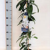Clematis arm. 'Snowdrift'