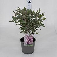 Cornus alba Miracle