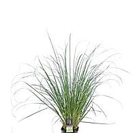 Cortaderia s. Tiny Pampa