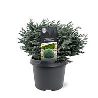 Chamaecyparis p. 'Blue Moon'
