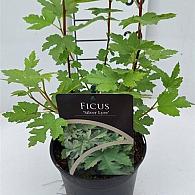 Ficus afgh. 'Silver Lyre'