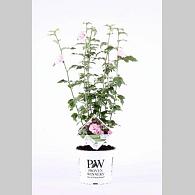 Hibiscus syr. Sugar Tip