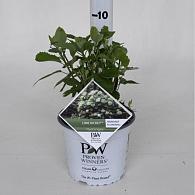 Hydrangea a. Lime Rickey