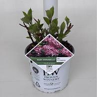 Hydrangea a. Ruby Annabelle