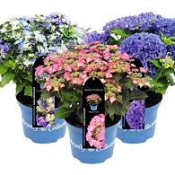 Hydrangea macr. Royalty Collection