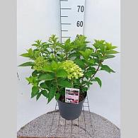 Hydrangea pan. Living Pink & Rose